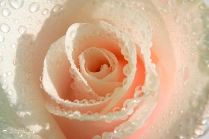 Фотошпалери Кремова троянда і роса
