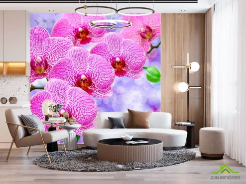 выбрать Фотообои Орхидеи распустились розовые Фотообои Фотообои Орхидеи: фото, квадратная  на стену