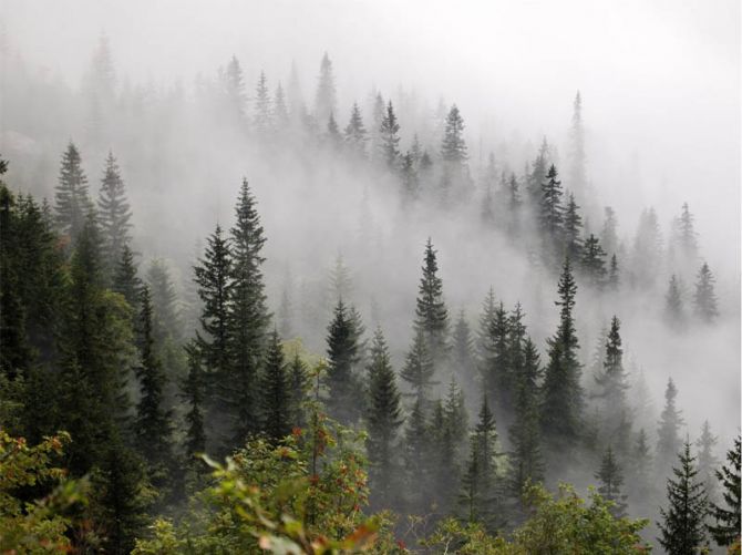 Фотошпалери Туманний ліс