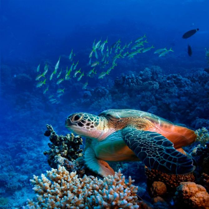 Фотообои Черепаха в глубине