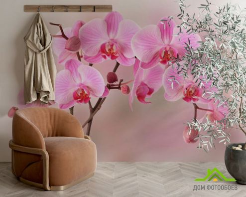 выбрать Фотошпалери Орхідеї рожевих тонів Фотошпалери Фотошпалери Квіти: рожевий на стіну