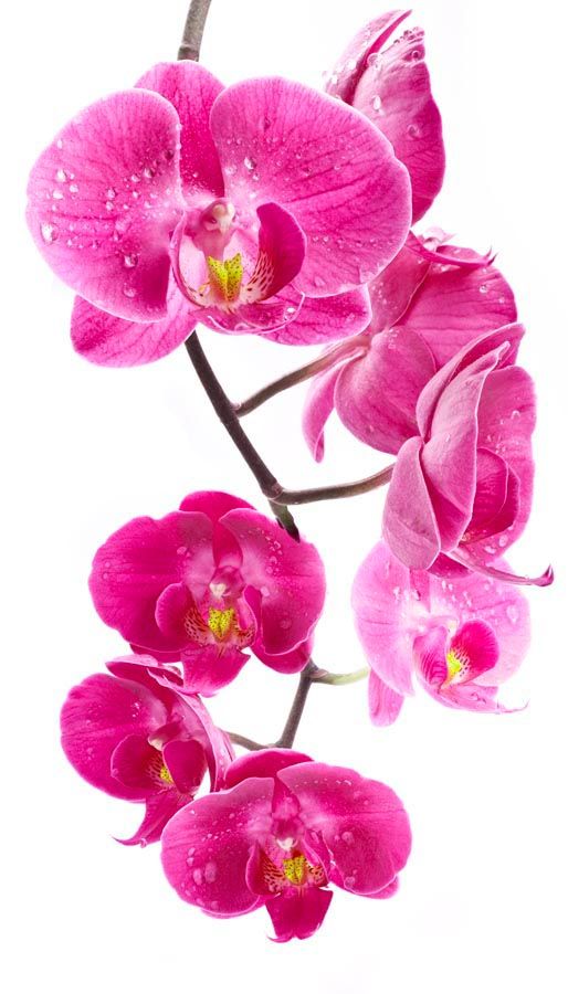 Фотошпалери Гілка орхідей малинових