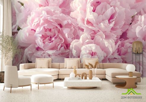 выбрать Фотошпалери пухнасті рожеві півонії Фотошпалери Квіти на стіну