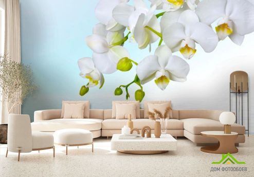 выбрать Фотообои Белые орхидеи Фотообои Фотообои Цветы:  на стену