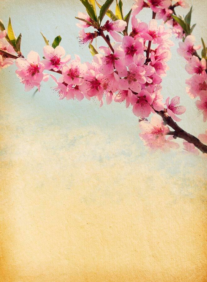 Фотошпалери Гілочка вишневих кольорів