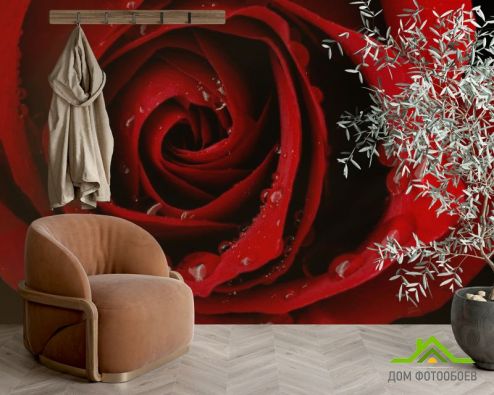 выбрать Фотообои Алая роза и роса Фотообои Фотообои Цветы: фото  на стену