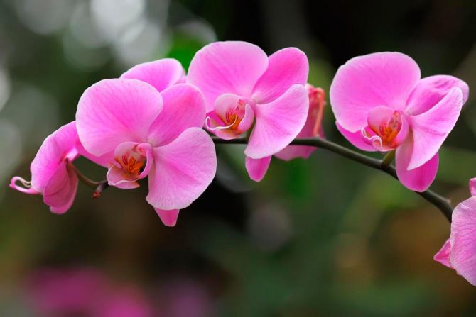 Фотообои Орхидеи нежно-розовые