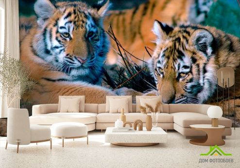 выбрать Фотообои Два тигра Фотообои Фотообои Животные: Тигры на стену