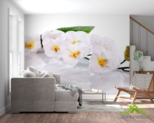 выбрать Фотообои Орхидея Фотообои, цвет: «горизонталная, горизонтальная» на стену