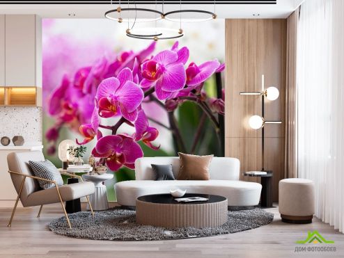 выбрать Фотообои Орхидеи соцветие Фотообои Фотообои Орхидеи: фото, розовый  на стену