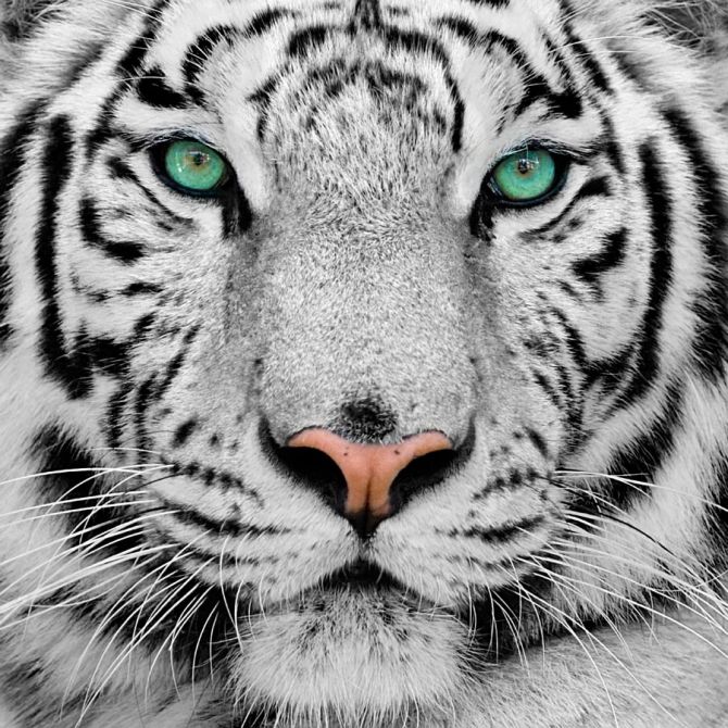 Фотошпалери Красень тигр