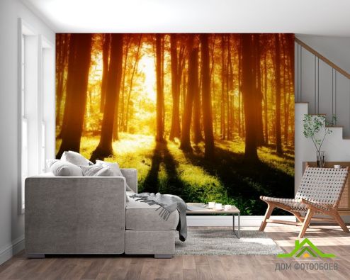 выбрать Фотообои утро в лесу Фотообои, цвет: «» на стену