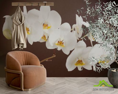 выбрать Фотошпалери біла орхідея Фотошпалери, колір: «квадратна, горизонтальна» на стіну