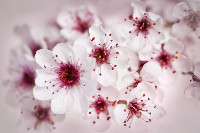Фотообои цвет вишни