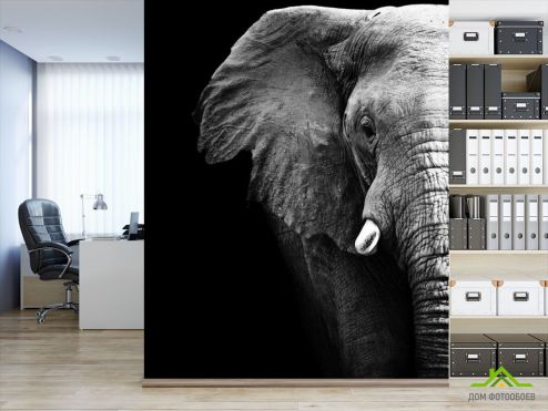 выбрать Фотообои Слон в темноте Фотообои Фотообои Животные: вертикальная, фото ориентация на стену
