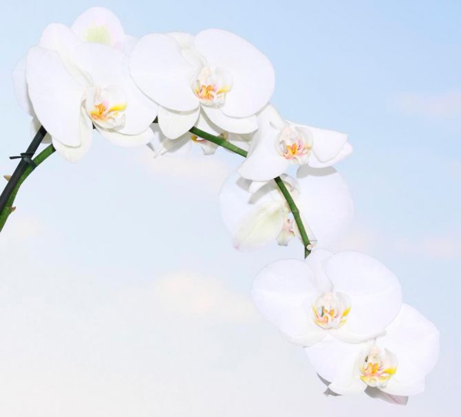 Фотошпалери Гілка білосніжних орхідей