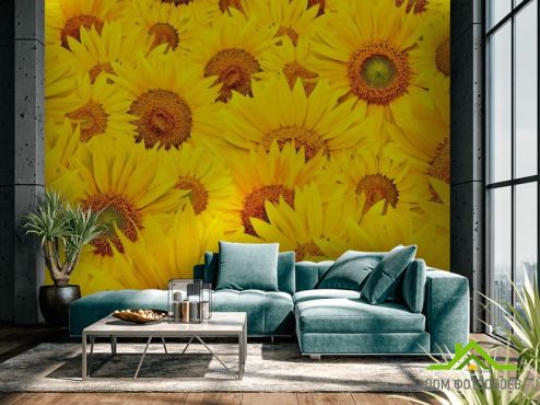 выбрать Фотошпалери Поле соняшників Фотошпалери Фотошпалери Квіти: жовтий на стіну