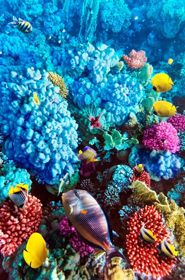 Фотообои Голубые кораллы