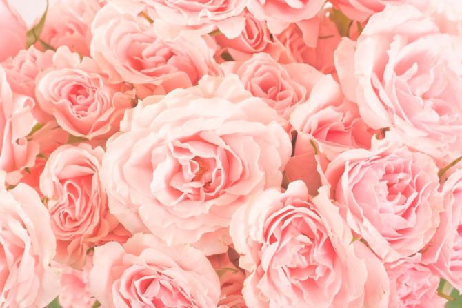 Фотообои Розы нежно-розовые
