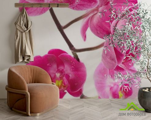 выбрать Фотошпалери Гілка орхідей малинових Фотошпалери Фотошпалери Квіти: рожевий на стіну