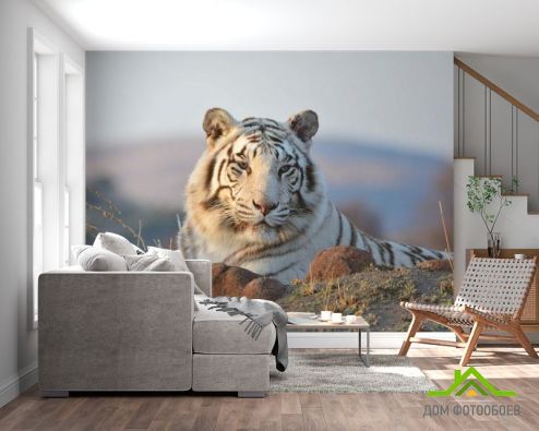 выбрать Фотообои белый тигр Фотообои, цвет: «горизонталная, горизонтальная» на стену