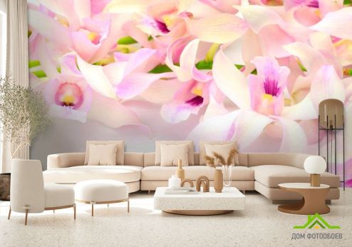 выбрать Фотообои Нежно-розовые орхидеи Фотообои Фотообои Орхидеи: фото  на стену