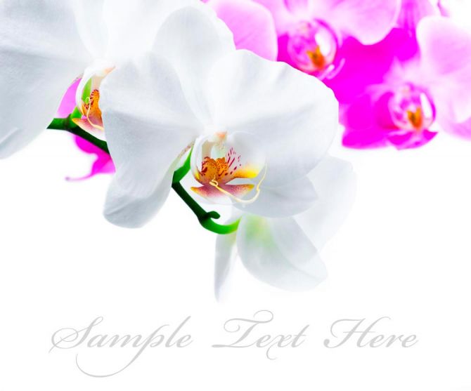 Фотообои Бело-розовые орхидеи