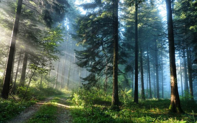 Фотообои Деревья в лесу