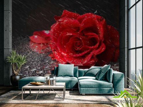 выбрать Фотообои Бардовая роза Фотообои Фотообои Цветы: горизонталная, горизонтальная, фото ориентация на стену