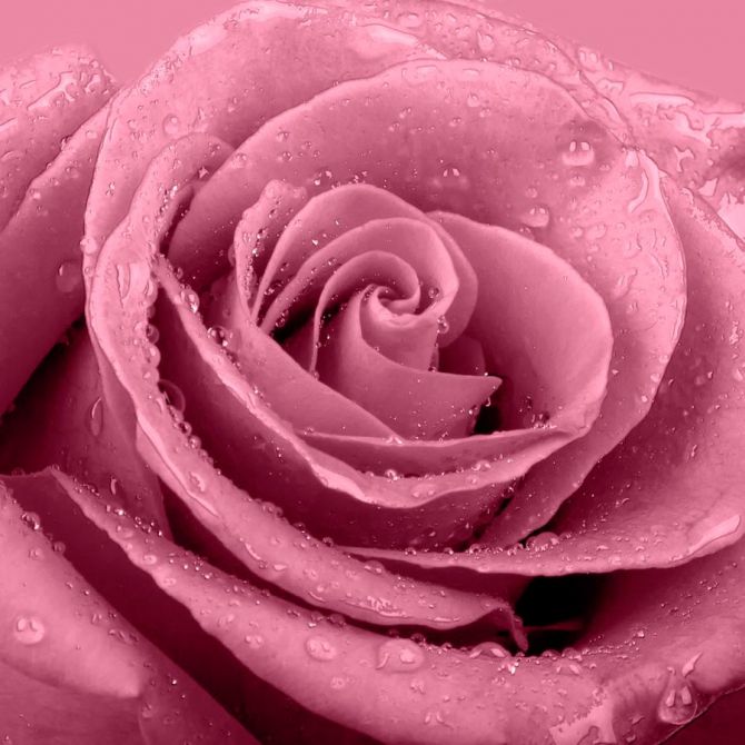 Фотообои Макро-съемка розы
