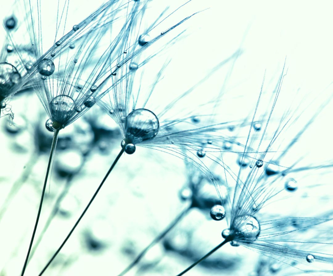 Фотошпалери роса на кульбабі