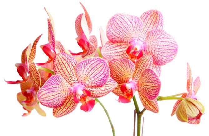 Фотообои Бежево-розовые орхидеи