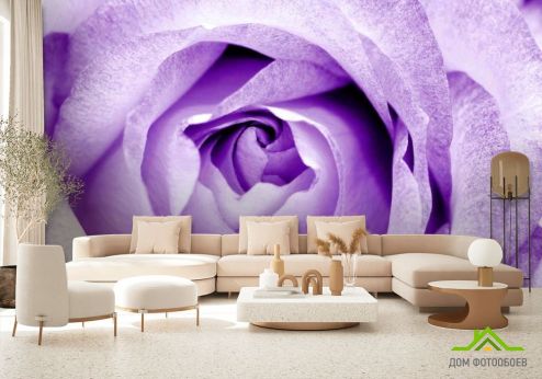 выбрать Фотообои Снежно-сиреневая роза Фиолетовые фотообои на стену