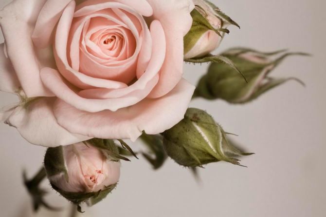 Фотошпалери Кремові троянди і бутони