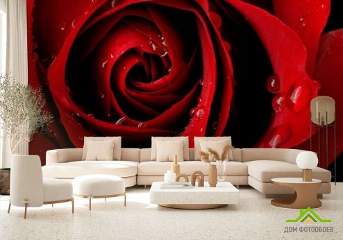 выбрать Фотошпалери Червона троянда і роса Фотошпалери Фотошпалери Квіти: червоний на стіну