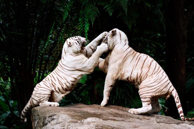 Фотошпалери Бійка білих тигрів
