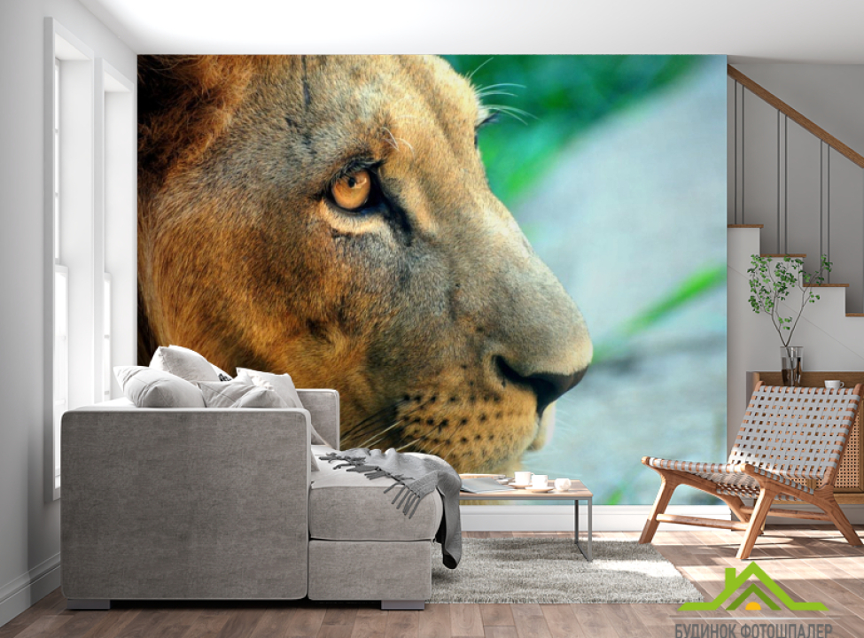 выбрать Фотошпалери Лев Каталог фотошпалер на стіну