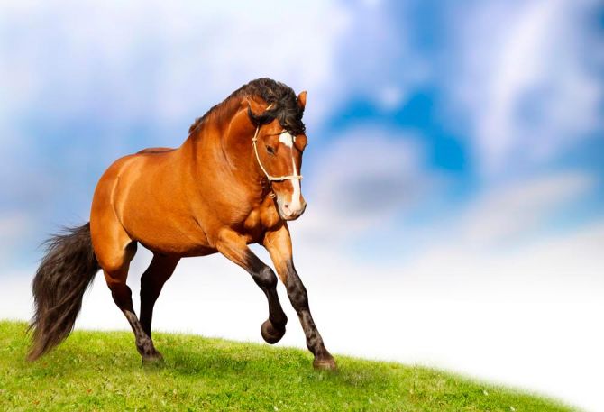 Фотошпалери Баский кінь