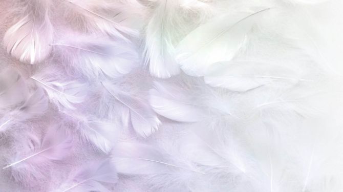 Фотообои Белые перья с розовым