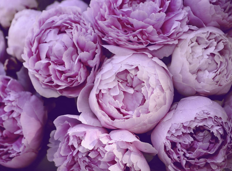 выбрать Фотошпалери Фіолетові квіти Каталог фотошпалер на стіну