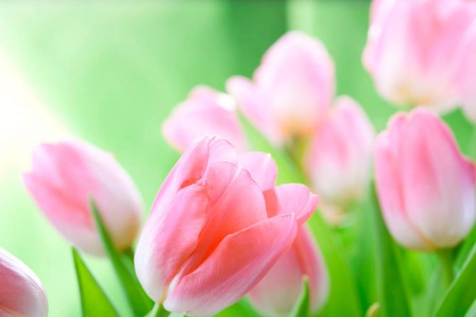 Фотообои Нежно-розовые тюльпаны