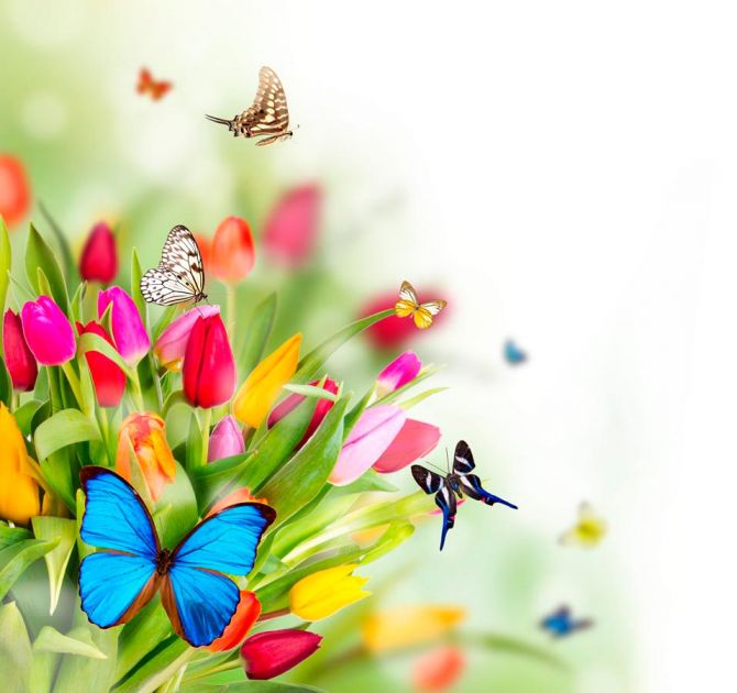 Фотошпалери Тюльпани і метелики