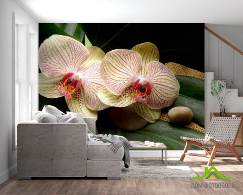 выбрать Фотошпалери Смугасті орхідеї Зелені фотошпалери на стіну