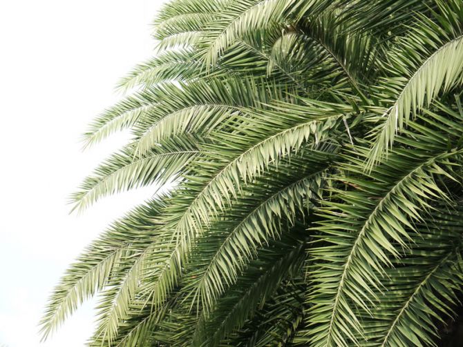 Фотообои Пальмовые ветки