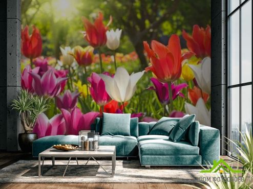 выбрать Фотообои Остроконечные тюльпаны Фотообои Тюльпаны на стену