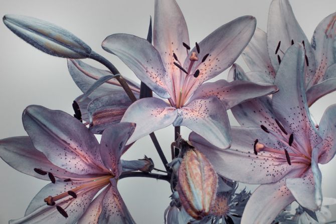 Фотообои Фиолетовые лилии