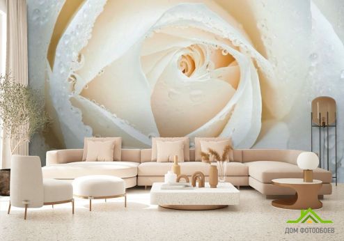 выбрать Фотообои Белая роза макро-съемка Фотообои Розы на стену