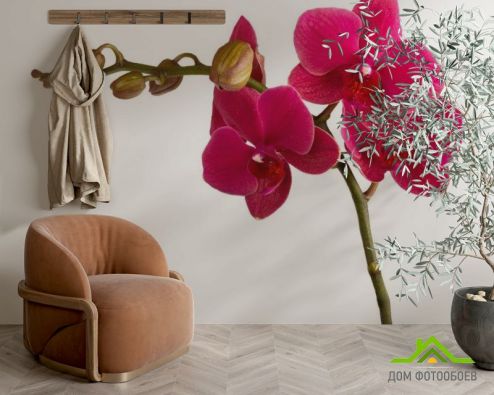 выбрать Фотообои Ветка бардовых орхидей Фотообои Фотообои Цветы: фото  на стену