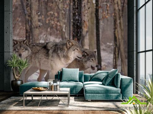выбрать Фотообои волки в лесу Фотообои Фотообои Животные: горизонталная, горизонтальная ориентация на стену