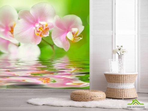 выбрать Фотообои Орхидеи розово-белые Фотообои, цвет: «квадратная» на стену